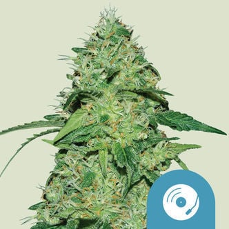 Joanne's CBD (Royal Queen Seeds) feminizada