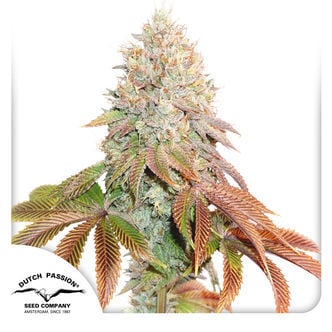 Auto Banana Blaze (Dutch Passion) feminizada