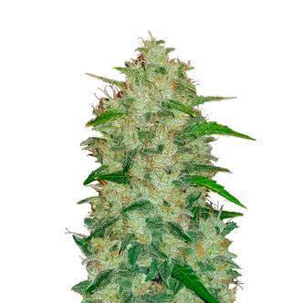 Original Auto Chemdawg (FastBuds) feminized