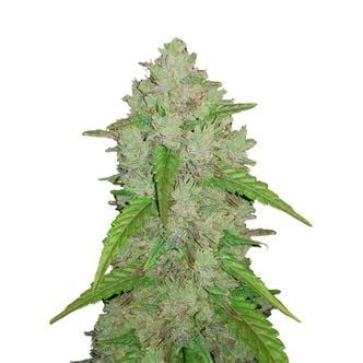 Original Auto Amnesia Haze (FastBuds) feminized