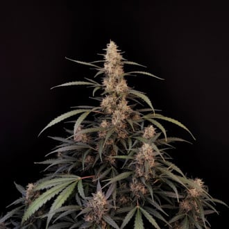 Original Auto Amnesia Haze (FastBuds) feminizada