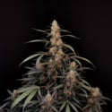 Original Auto Amnesia Haze (FastBuds) feminizada