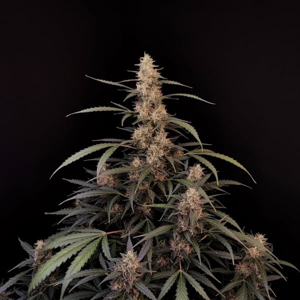Original Auto Amnesia Haze (FastBuds) feminizada