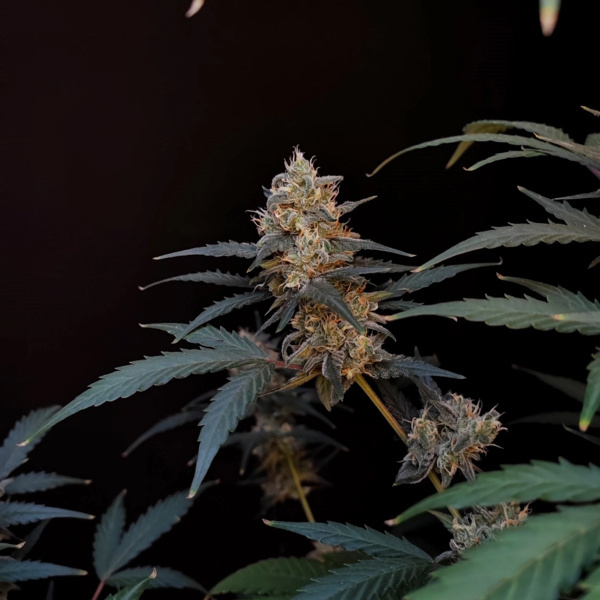 Original Auto BubbleGum (FastBuds) feminizada