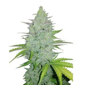 Original Auto Cheese (FastBuds) feminizada