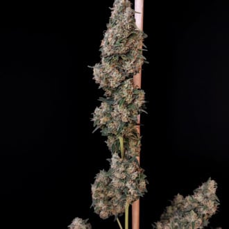 Original Auto Cheese (FastBuds) feminizada