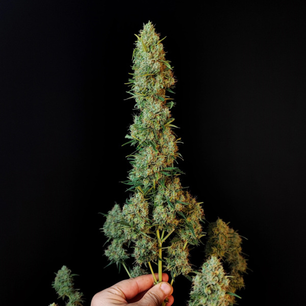 Original Auto Jack Herer (FastBuds) feminizada