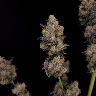 Original Auto Northern Lights (FastBuds) Feminizada