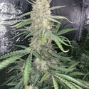 Original Auto OG Kush (FastBuds) feminizada