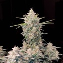 Original Auto Skunk (FastBuds) feminizada