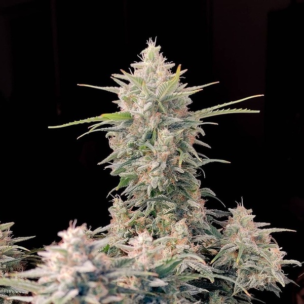 Original Auto Skunk (FastBuds) feminizada