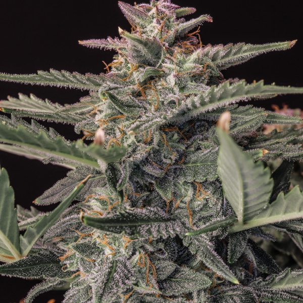 Original Auto White Widow (FastBuds) feminizada