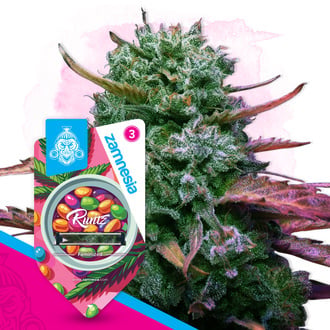 Runtz (Zamnesia Seeds) feminizada