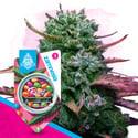 Runtz (Zamnesia Seeds) feminizada