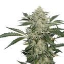 Creamy Kees (Super Sativa Seed Club) regular