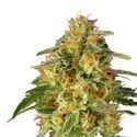 TnT Trichome (Super Sativa Seed Club) feminizada