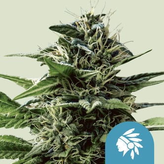 Tatanka Pure CBD (Royal Queen Seeds) feminizada