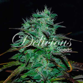 Chocobang (Delicious Seeds) feminizada