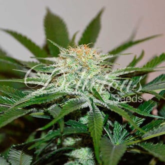 Descojack (Delicious Seeds) feminizada