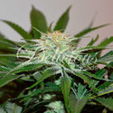 Descojack (Delicious Seeds) feminizada