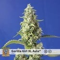 Gorilla Girl XL Auto (Sweet Seeds) feminizada