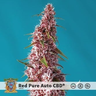 Red Pure Auto CBD (Sweet Seeds) feminized