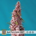 Red Pure Auto CBD (Sweet Seeds) feminizada