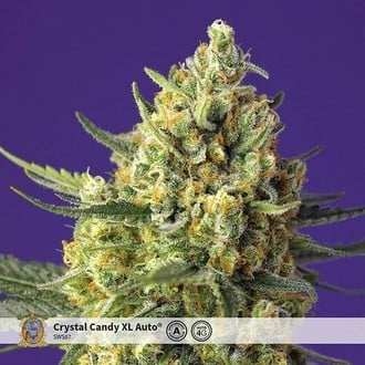 Crystal Candy XL Auto (Sweet Seeds) feminizada