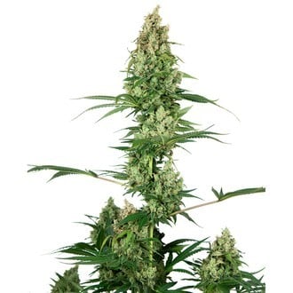 Silver Fire (Sensi Seeds) feminizada