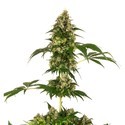 Cobalt Haze (Sensi Seeds) feminizada