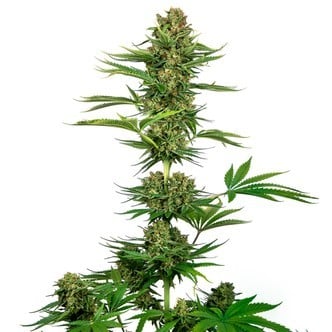 Satin Black Domina CBD (Sensi Seeds) feminized