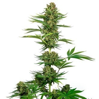 Satin Black Domina CBD (Sensi Seeds) feminizada