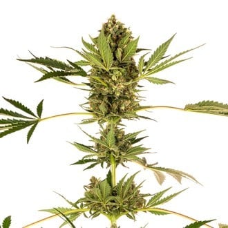 Himalayan CBD (Sensi Seeds) feminizada