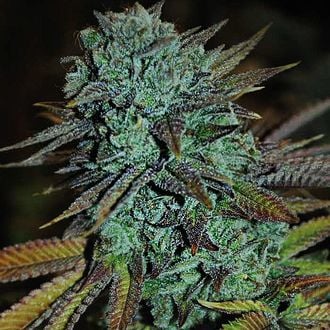 Expert Gorilla (Expert Seeds) feminizada