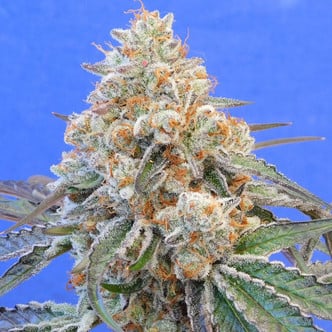 Do-Si-Dos OG (Original Sensible Seeds) feminized