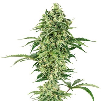 Nicole Hindu Kush (White Label) feminized