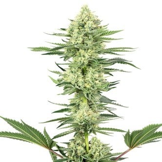 White Gorilla Haze (White Label) feminized