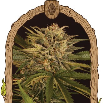 Doctor Greenman Pure CBD (Exotic Seed) feminizada