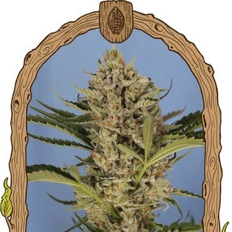 Herz OG Auto (Exotic Seed) feminized