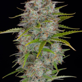 Orange Sherbet Auto (FastBuds) feminizada