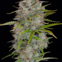 Orange Sherbet Auto (FastBuds) feminizada
