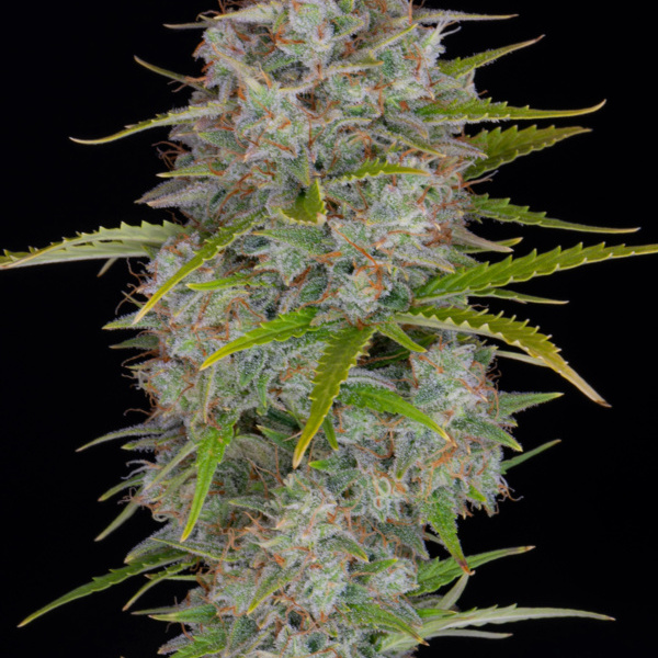 Orange Sherbet Auto (FastBuds) feminizada