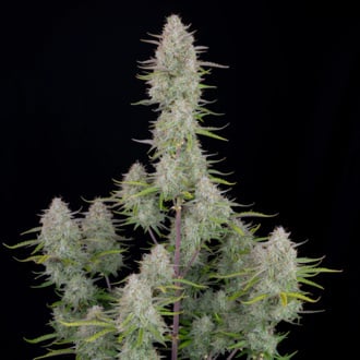 Wedding Cheesecake Auto (FastBuds) feminizada