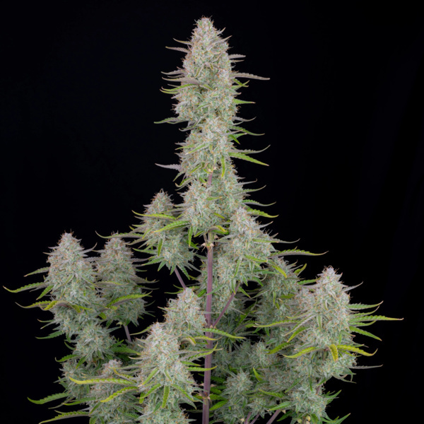Wedding Cheesecake Auto (FastBuds) feminizada