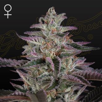 Banana Krumble (Greenhouse Seeds) feminizada