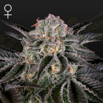 Wonder Pie (Greenhouse Seeds) feminized