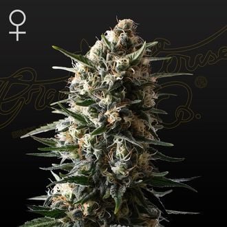 Bubba Slush (Greenhouse Seeds) feminizada