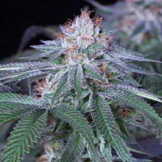 Velvet Octane (Humboldt Seeds) feminized