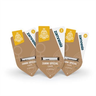 Zammi Special (Zamnesia Seeds) feminizada