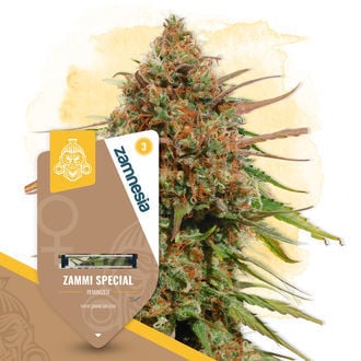 Zammi Special (Zamnesia Seeds) feminizada